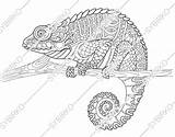 Chameleon Adult Lizard sketch template