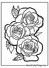 Colorear Roses Tradition Wonder sketch template