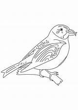 Crossbill Scottish Coloring sketch template