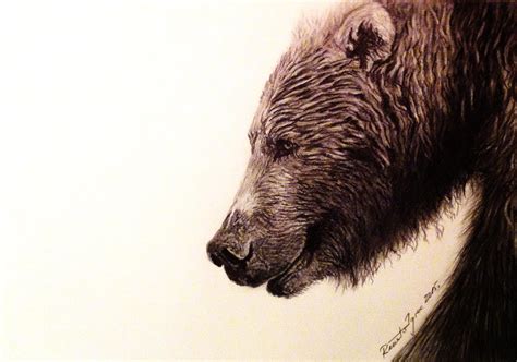bear pencil drawing  getdrawings