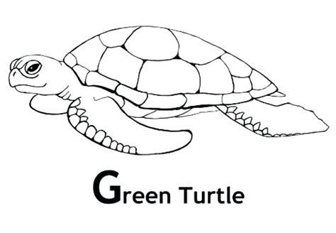 turtle coloring book pages simple turtle coloring pages ideas