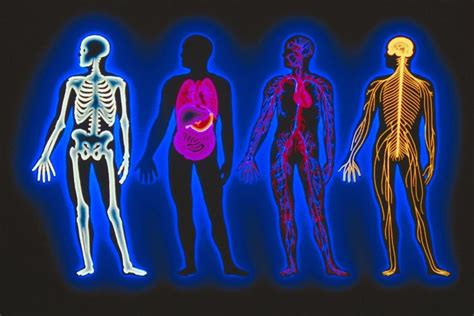 anatomy physiology  overview distance learning systems