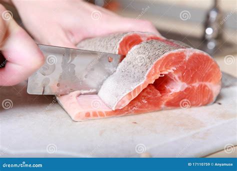 cut fish stock image image  animals healthy life