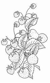 Embroidery Pattern Strawberry Vintage Patterns Clipart Pages Clip Coloring Hand Strawberries Fruit Designs Plant Graphics Drawing Fairy Printable Stitch Cross sketch template