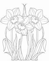 Daffodils Coloring Pages Girls Artfully Beautiful sketch template