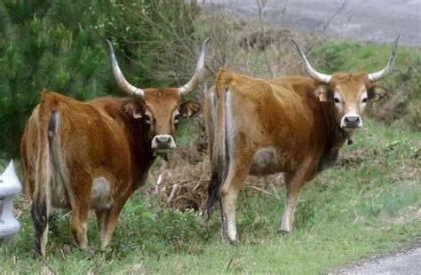 vacas cachenas ganado vacuno vacas lecheras vacas