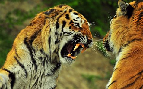 wallpaper tigers couple fight battle teeth anger