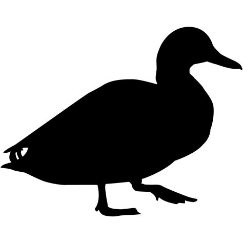mallard overview   birds cornell lab  ornithology