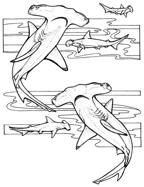 printable coloring pages sharks  calendar printable
