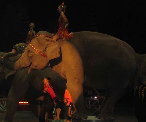 circus anonymous    elephants