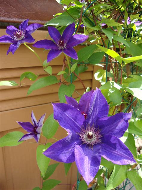 clematis plants    grow  hubpages