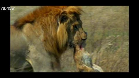 lion cubs killed  male lion