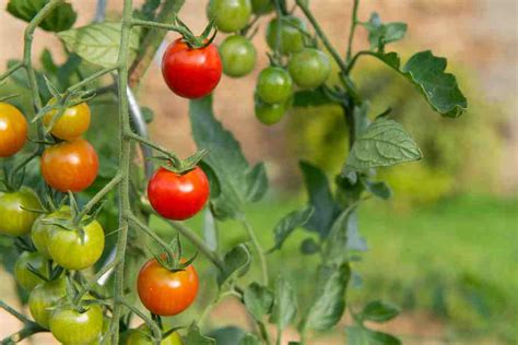 protect tomato plants  ensure  bountiful harvest  methods