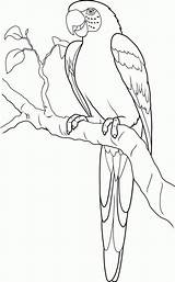 Papagei Malvorlagen Erwachsene Zeichnung sketch template