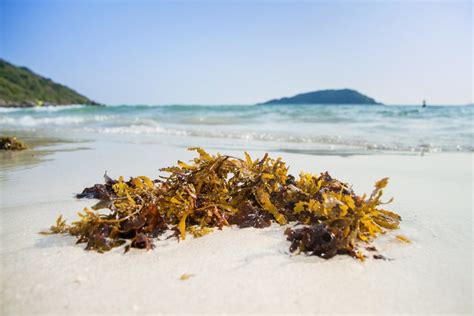 seaweed garden benefits  seaweed fertilizer  pest control organic authority