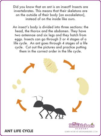 ant life cycle printable templates printable