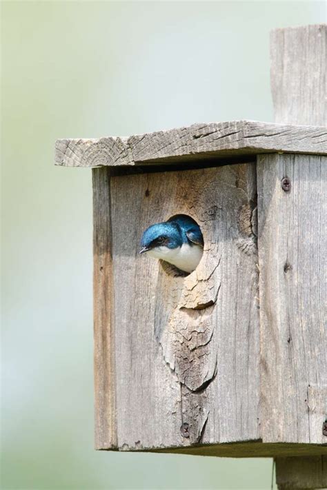 swallow bird house construction easy steps  success