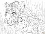 Jaguar Kleurplaat Ausmalbilder Giaguaro Retrato Supercoloring Colorir Stampare Ausmalbild Kleurplaten Mandala Imprimir Printen Skip sketch template