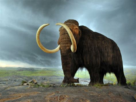 woolly mammoth autopsy  cloning business insider