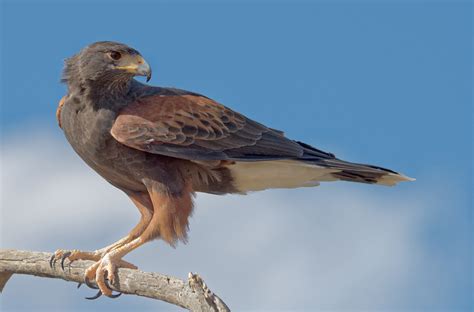 harriss hawk audubon field guide