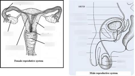 Male And Female Reproductive Systems Diagram Quizlet