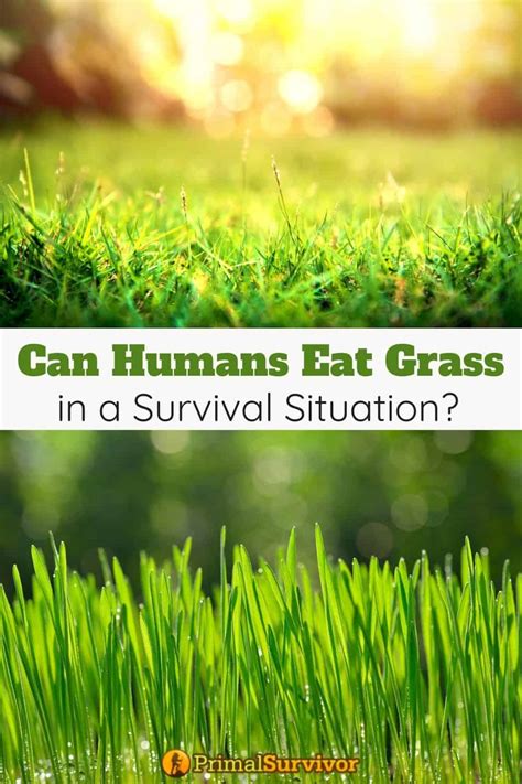 humans eat grass   survival situation