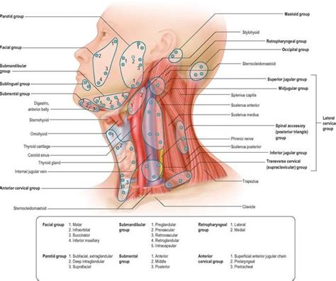 25 5 Overview Of The Lymph Nodes Of The Head And Neck