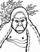 Coloring Pages Gorilla Baby Kids Cartoon Printable Cliparts Animal Cute Draw Color Books Gorila Popular Animals Getcolorings Comments Favorites Add sketch template