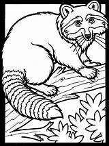 Raccoon Coloring Pages K5 Worksheets sketch template