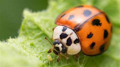 rid  ladybugs   easy ways toms guide