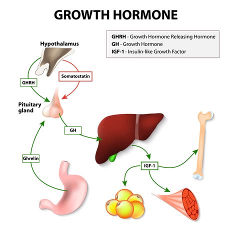 what happens if you stop taking growth hormone hormone