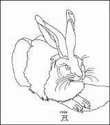 Durer Hare Coloring Enchantedlearning Young Pages sketch template