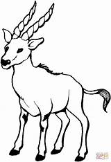 Gazela Colorat Gazelle Goat Planse Kolorowanka Kolorowanki Stambecchi Koza Kambing Ausmalbild Cabra Capra Koziołek Kozy Malowanki Tahr Nilgiri Mammals sketch template