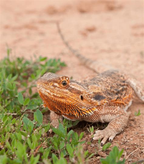 the ultimate bearded dragon care guide reptifiles