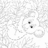 Koala Surfnetkids sketch template