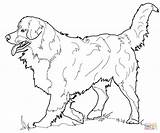 Coloring Dog Mountain Bernese Australian Shepherd Pages Collie Border Printable Dogs Adults Realistic Print Drawing Irish Setter Kids Supercoloring Color sketch template