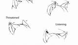 Drawing Reference Ear Cat Anime Ears Anthro Expressions Furry Paintingvalley Drawings sketch template