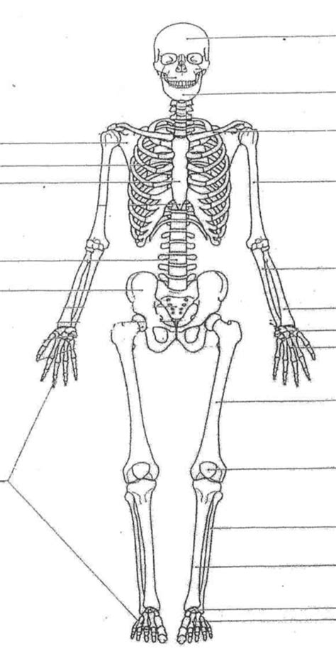 human skeleton  bones diagram quizlet