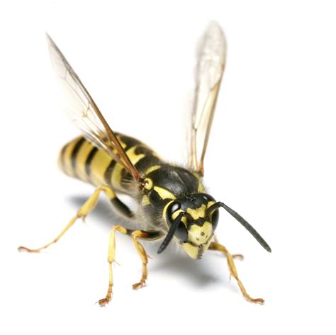 bee wasp control  broomall pa malvern chester jones