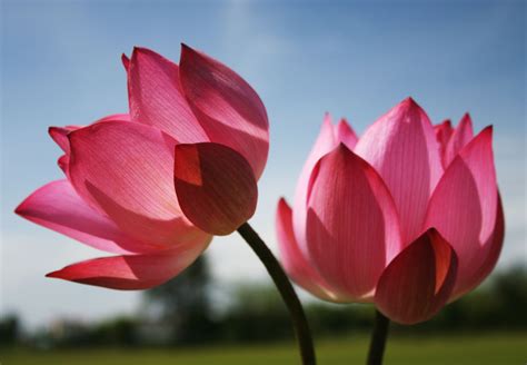 pretty in pink lotus flower pictures beautiful nature wallpaper lotus flower images