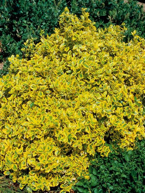 Euonymus Fortunei Emerald N Gold Is Primarily A Low Growing Erect