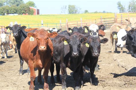 cattle ranchers  benefit  major trade deal iowa public radio