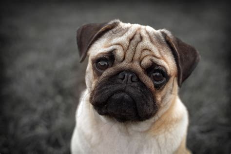 pugs    battersea  health issues  doubled