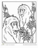 Coloring Macaque Japanese Snow Monkey Animals Pages 19kb 378px Education sketch template