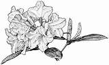 Rhododendron Aislinn Cling Adams sketch template