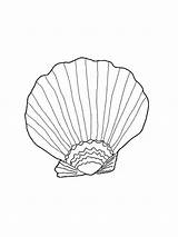Mollusks Clam Bodied Shellfish Aquatic sketch template