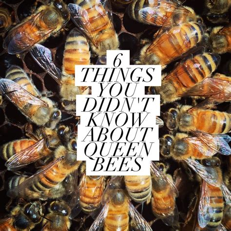 6 Things You Didn T Know About Queen Bees Beekeeping