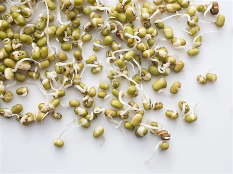 How To Grow Mung Beans In Cotton Justagric