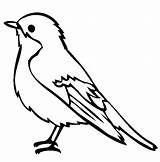 Robin Coloring Bird Pages Easy Kids sketch template