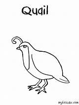 Quail Coloring Pages Clipart Easy Popular Clip Library 34kb sketch template